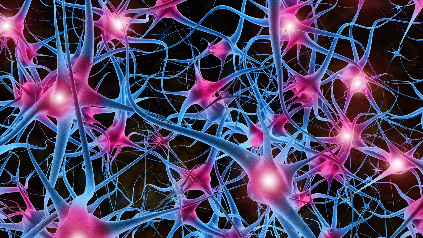 Нейронная сеть головного мозга человека